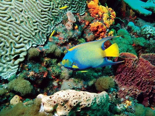 A bright blue and yellow fish swimming among colorful coral reefs underwater.