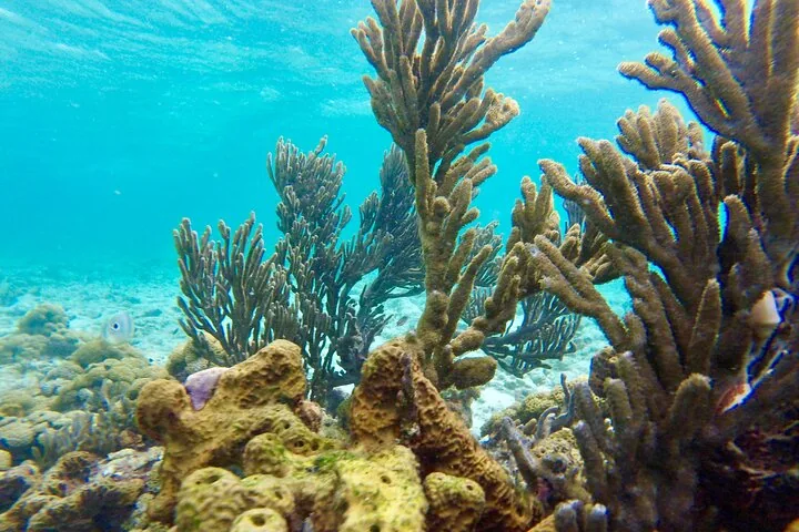 Close-up of coral reefs underwater in clear blue water.
