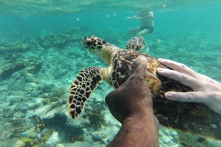 A person's hands holding a sea turtle underwater with other swimmers in the background.